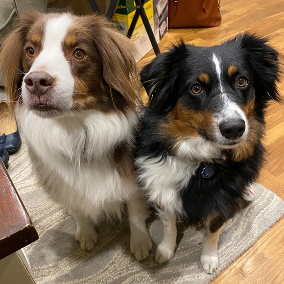 Meet your Posher, Awds-N-Ends! - Picture 2 of 8